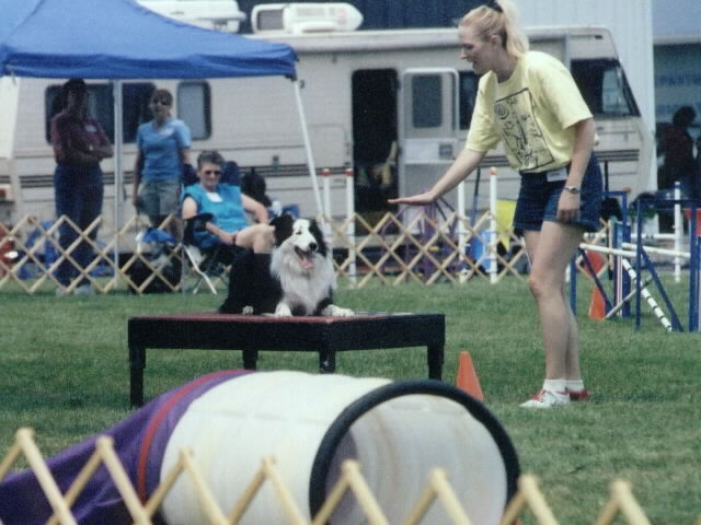 agility pic toby 2